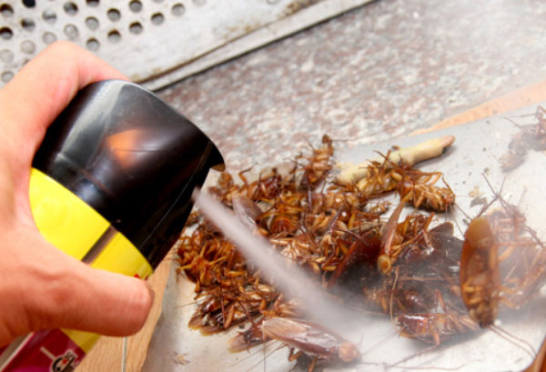 Có thể hạn chế gián xuất hiện trong nhà bằng thuốc xịt côn trùng